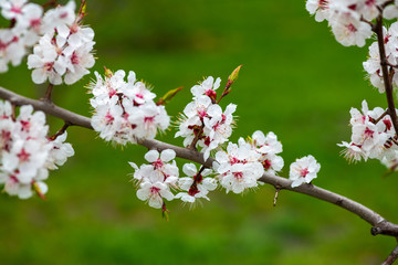 apricot flower spring nature close up macro awekening life