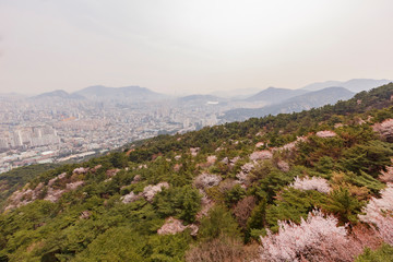 Fototapeta na wymiar Aerial view of the Busan downtown cityscape with cherry tree blossom