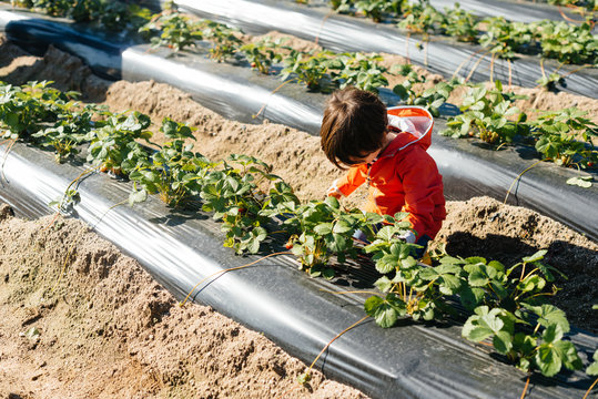 Child touching leaves in bushes in garden bed