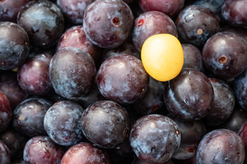 montón de ciruelas cubriendo la totalidad de la imagen y una fruta amarilla