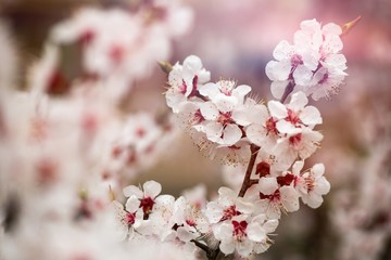 apricot flower spring nature close up macro awekening life