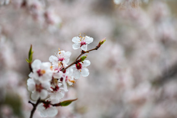 apricot flower spring nature close up macro awekening life