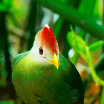 Fischer's turaco is a species of bird in the family Musophagidae