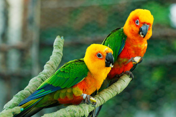Sun Conure, red orange yellow green and blue color parrot
