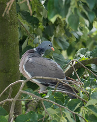 Close up common Wood pigeon Columba palumbus perched on linden tree branch between green leaves