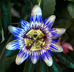 Close up of Passion flower