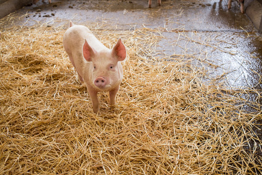 One piglet little pink pig with raised ears standing on hay in an indoor enclosure in piggery farm