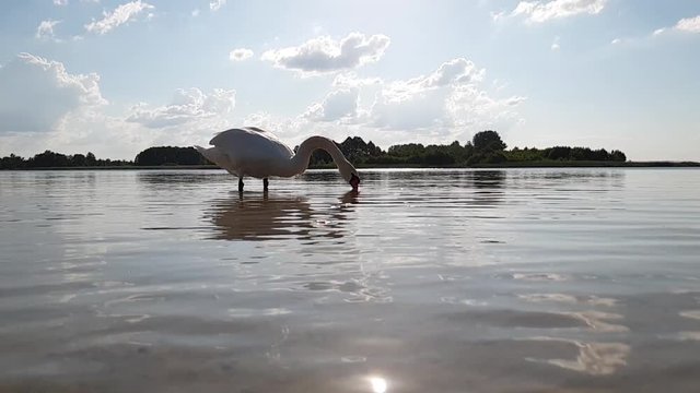Swan on the lake slow motion