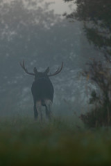 Moose bull (Alces alces) in the mist