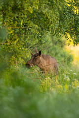 Young moose bull (Alces alces)