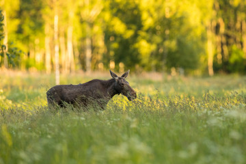 Young moose cow (Alces alces)