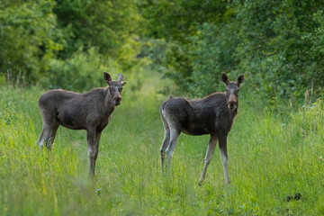 Young moose bull (Alces alces) and young moose cow