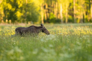 Young moose cow (Alces alces)