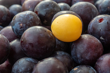 montón de ciruelas cubriendo la totalidad de la imagen y una fruta amarilla