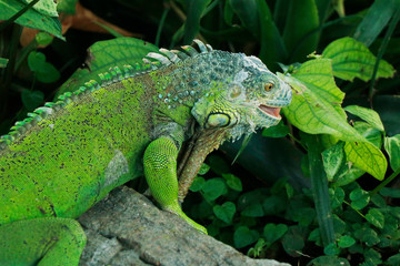 chinese water dragon lizard