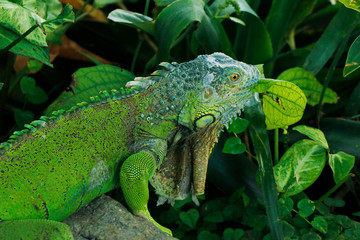 chinese water dragon lizard