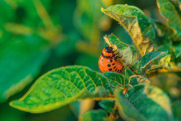 Larva of the Colorado potato beetle destroys the crop of young potatoes, close-up. Pests destroy a crop in the field. Parasites in wildlife and agriculture.