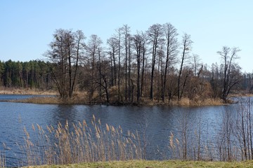 reflection of trees in lake