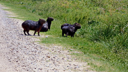 Capybaras herd or alone in thebolivian Pantanal.