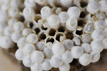 wasp nest or hornet nest with larva on wooden background , close up - Wild insects