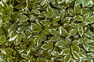 Texture of green leaves. Abstract background, wallpaper plants.