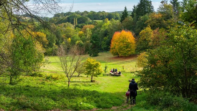 Autumn colours at Winkworth arboretum, in Surrey, England, UK.