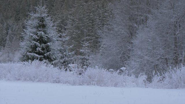 View of snow and frosted trees near Campitello di Fassa, Province of Trento, Trentino-Alto Adige/Sudtirol, Italy, Europe