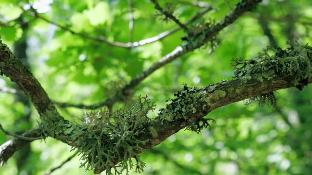 Dense green lichen (Evernia prunastri) on an oak tree branch in an autumnal mountain forest.