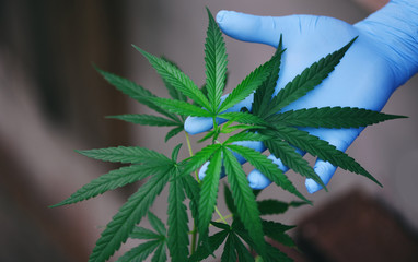 Hand touch Marijuana leaves cannabis plant tree growing on indoors - Hemp leaf for extract medical...