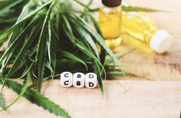 Fototapeta na wymiar Cannabis oil in bottle - CBD oil extract from cannabis leaf Marijuana leaves for Hemp medical healthcare natural selective focus