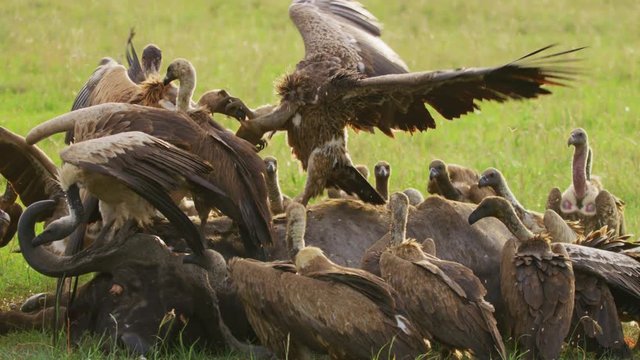 Ruppell's vultures in Maasai Mara