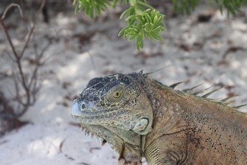 Iguana 