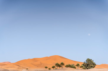 Landscape of palms and oasis in the middle of desert