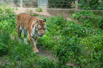 Powerful mighty striped siberian tiger