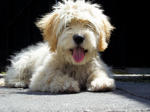 Cachorro maltes sacando la lengua