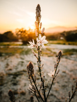 Bloomy flower of asphodel in picturesque terrain at beautiful sundown