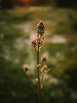 Bloomy flower of asphodel in picturesque terrain at beautiful sundown
