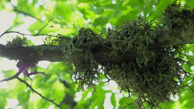 Dense green lichen (Evernia prunastri) on an oak tree branch in an autumnal mountain forest.