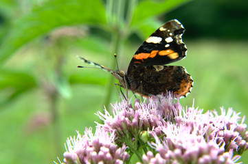 Red admiral (Vanessa atalanta) adult dorsal butterfly on hemp-agrimony (Eupatorium cannabinum) pink...