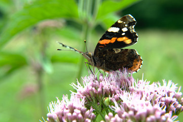 Fototapeta na wymiar Red admiral (Vanessa atalanta) adult dorsal butterfly on hemp-agrimony (Eupatorium cannabinum) pink flower