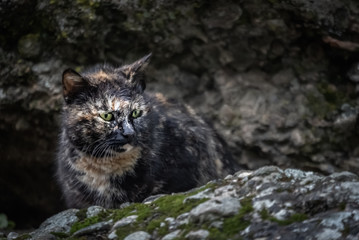 Naklejka na ściany i meble Black cat hiding among rocks