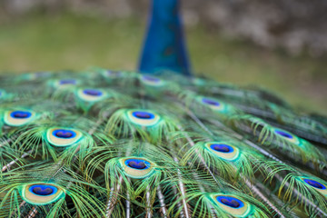 Close up of the beautiful peacock feathers