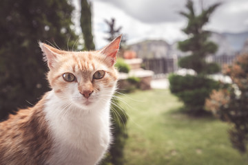 Portrait of a small cute cat
