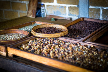 Selection of coffee beans at a coffee plantation in Bali, Indonesia