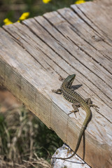 Small lizard on a wooden plank