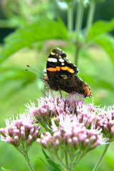 Red admiral (Vanessa atalanta) adult dorsal butterfly on hemp-agrimony (Eupatorium cannabinum) pink...