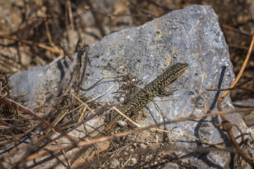 Small lizard sitting on a rock