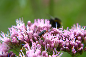 Soldier beetle (Cantharis fusca) on hemp-agrimony (Eupatorium cannabinum) pink flower