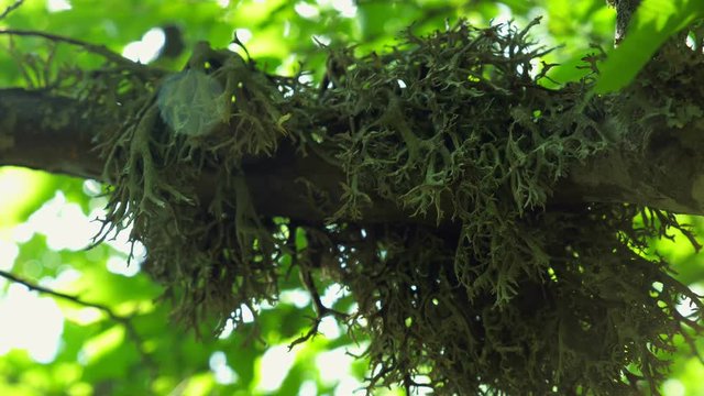 Dense green lichen (Evernia prunastri) on an oak tree branch in an autumnal mountain forest.