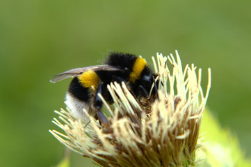 White-tailed bumblebee (Bombus lucorum) on a Siberian cabbage thistle (Cirsium oleraceum) white...